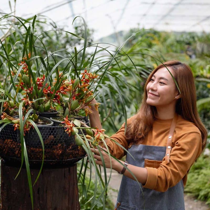 a-young-asian-female-gardener-taking-care-of-plant-H95LTER.jpg